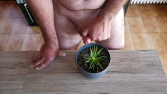 Cicci77: Cicci77 krmí své rostliny čůráním a spermatem, aby byly luxusní