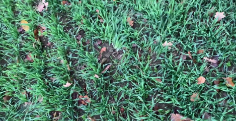 rushlightDante: Honění, Večer, Západ slunce, Sperma