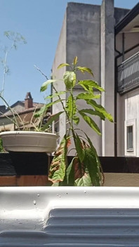 Ao ar livre, xixi no verão