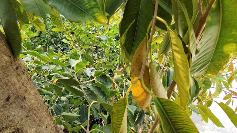 Premi pooja: Phim Tiếng Hin-di Devar