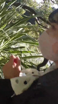 Anjo Asiático 20283
