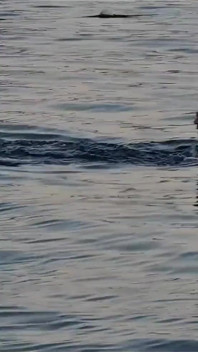 Ich mag es zu schwimmen