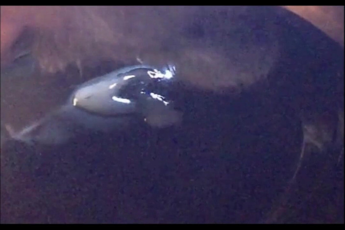 Random111zoig: Memoc 24