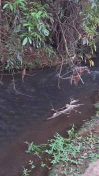 O întâlnire între străini la Creek se termină cu sex neașteptat