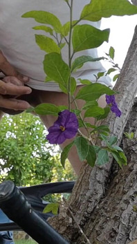 Watch Me Jerking off Outdoors While Hiding Behind a Tree