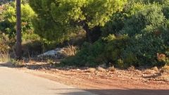 Wetting Sweatpants and Panties on a Barefoot Morning Walk