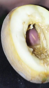 Le di una calabaza como signo de rechazo, pero de repente se la folló