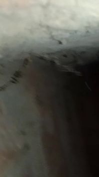 My Real Viral Video