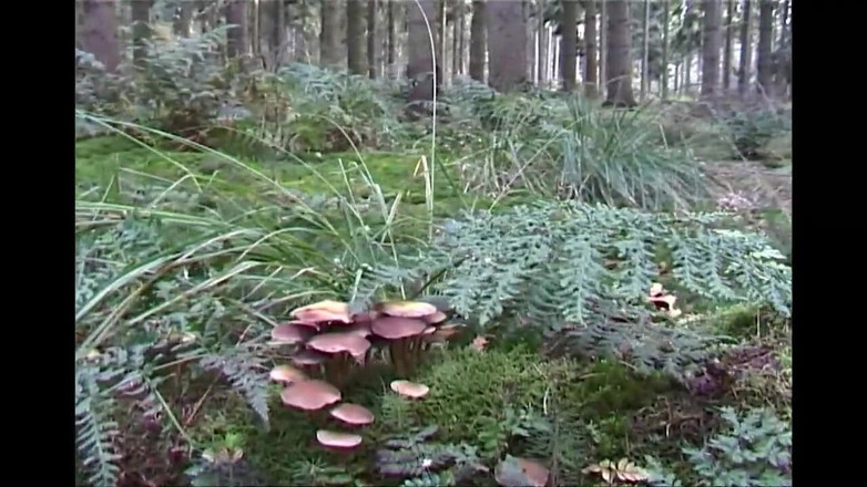 Absolute BDSM films - The original: Big boobs babe sent to forest naked