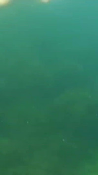 Did You Already See Y Swimming Video?