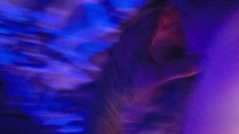 KromeDome: Mladý nadržený hřebec šuká těsnou malou kundičku na americké sexuální panenky