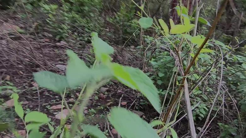 Poonambhabhi village: Ich scheine mein waif xXX video vortäuschen