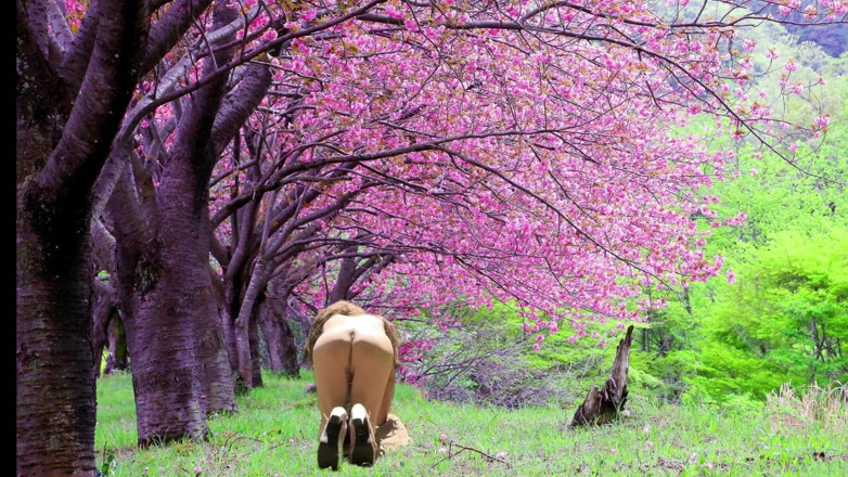 Pai-chan: Blooming Spring