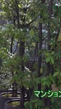 Mi sogno mogli del quartiere che visitino in minigonne. - 2