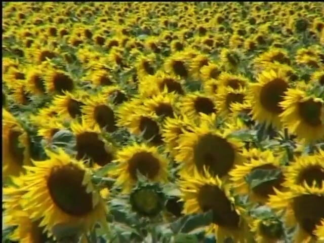 My girlfriend: Gorgeous Blondes Plays in a Cornfield