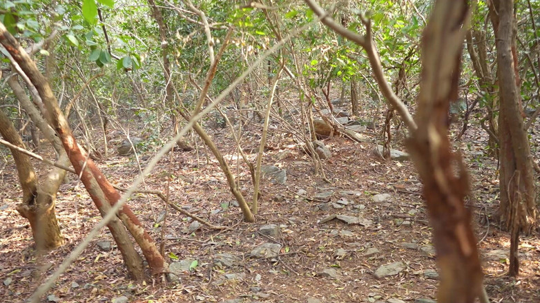 JAYESH GUPTA: Ormanda yalnız bir kız seks yapıyor