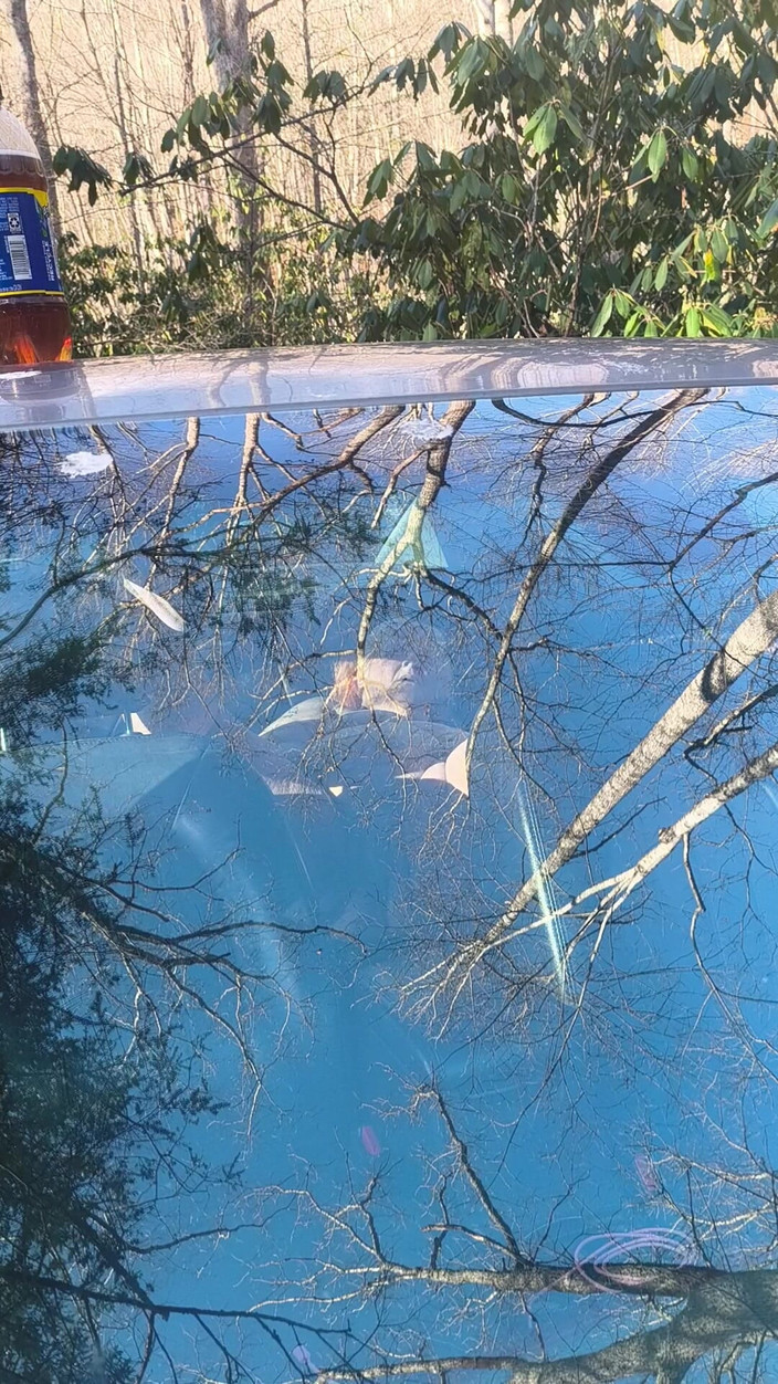 HerculesnVENUS: El se uită din nou la străini grin obraznic