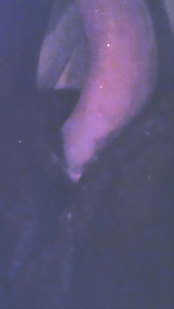 Sir sucks a lot: Monster white dildo making me squirt like a bitch