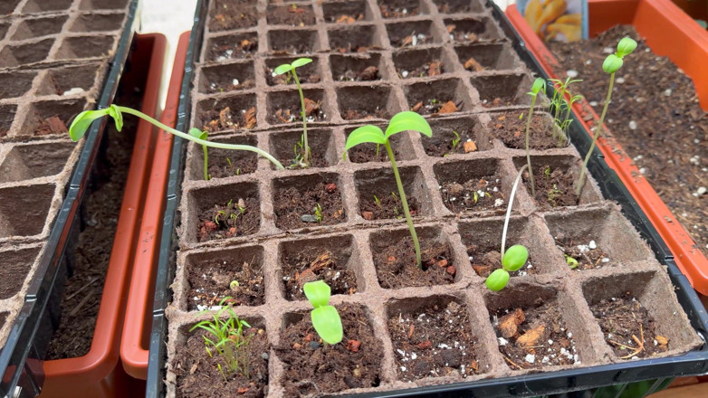 Destination Kat: Spring Greenhouse Tour