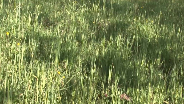 King Of Amateur: ผู้หญิงขี้เงี่ยนเย็ดกันกลางแจ้ง