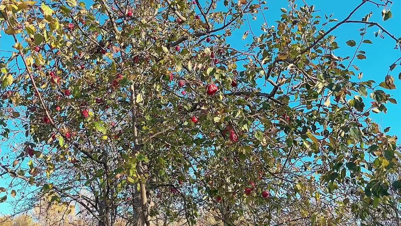 sweethanajapanese: 她在车里张开毛茸茸的阴户，然后去外面撒尿