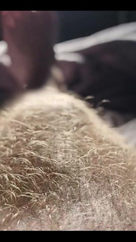 Ginger Fur
