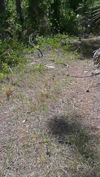 Bts promenade dans la nature et masturbation sur le sentier