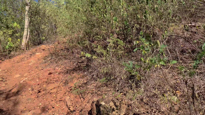 SugarPose: Latina Teen Gives a Blowjob in the Woods