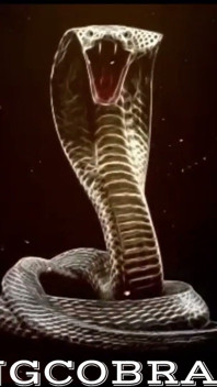 King Cobras in My Ass and It Feels Amazing!