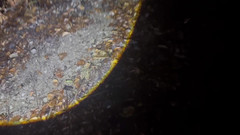 Putarankahotmilf: Писсинг, трах с дилдо и фистинг в Ночном лесу