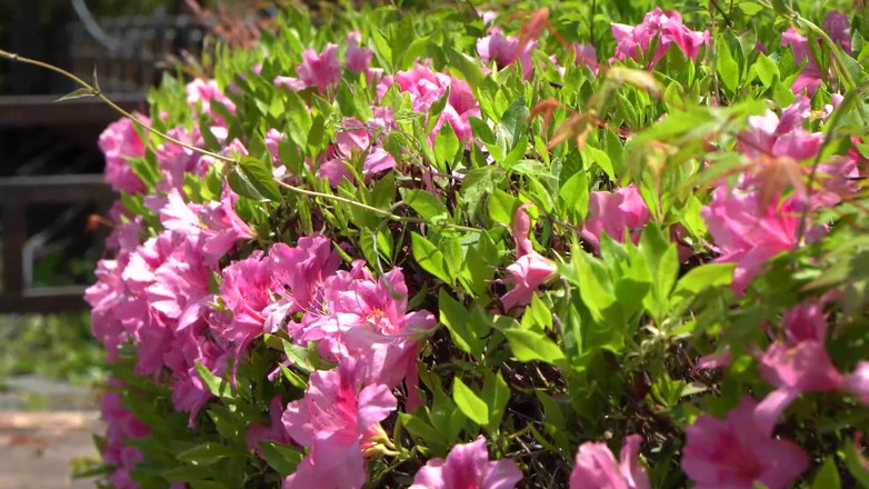 Eagle-Special: Красивая жена в роскошном нижнем белье запуталась с разведенной по городу