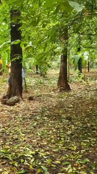 Kasual Bogel Berjalan, Awek Montel Berjalan Bogel Sepenuhnya Di Dalam Hutan
