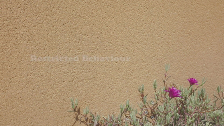 Joy Bear: Turn-ons cotidianos - Comportamento restringido