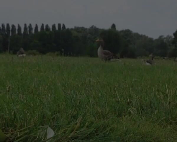 Planete Francaise: Grassa puttana francese scopata ruvido in bagno