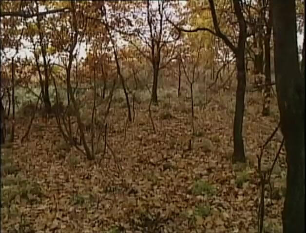 MMV films - The Original: Posisi dogging di dalam hutan
