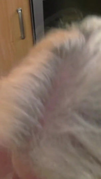 Pov thổi kèn và đụ