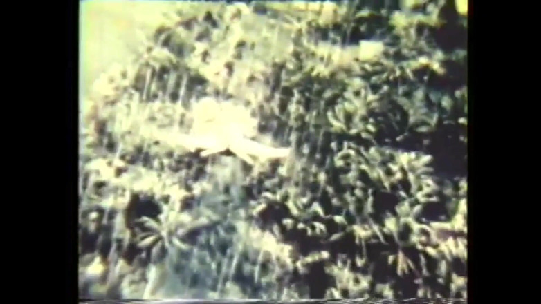 Vintage megastore: Свиной язык