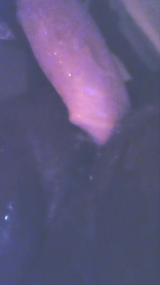 Sir sucks a lot: Monster white dildo making me squirt like a bitch