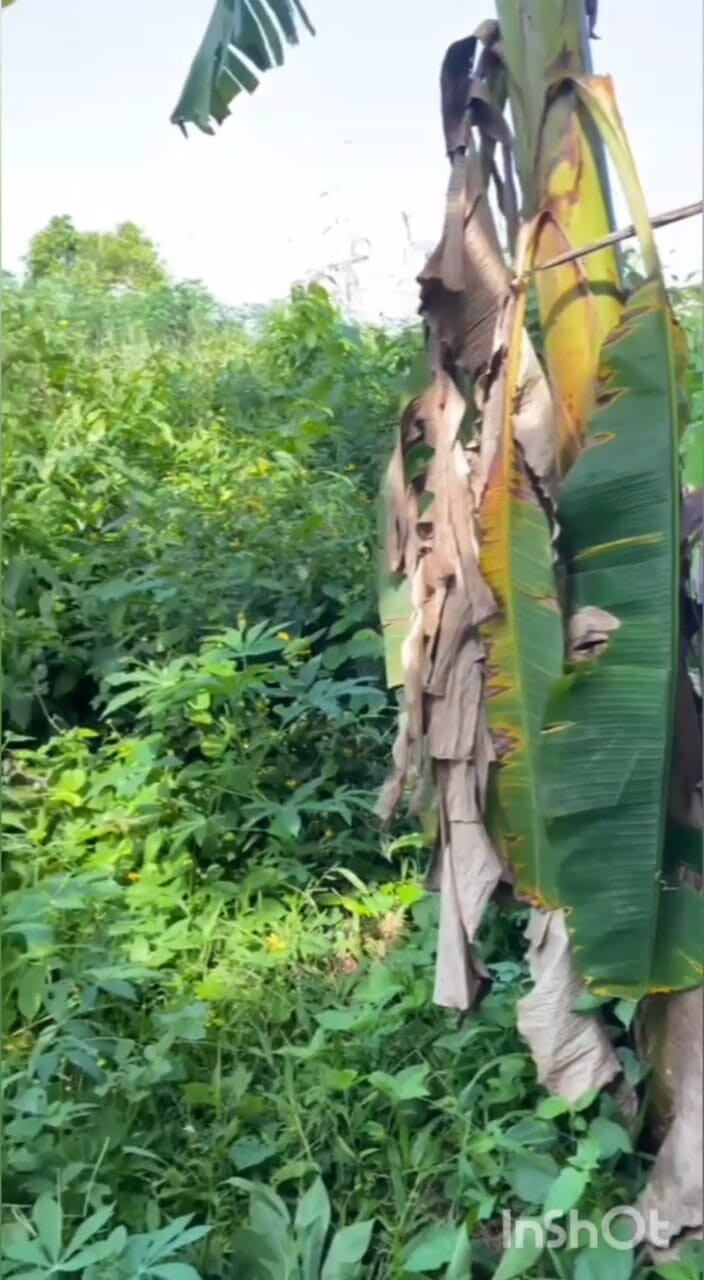 Chief_daddyy: Femboy erkek arkadaşıyla buluşuyor