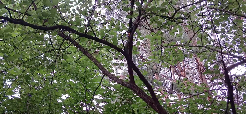 Lesbian-illusion: Our Third Girlfriend Keeps Watch in the Park so No...