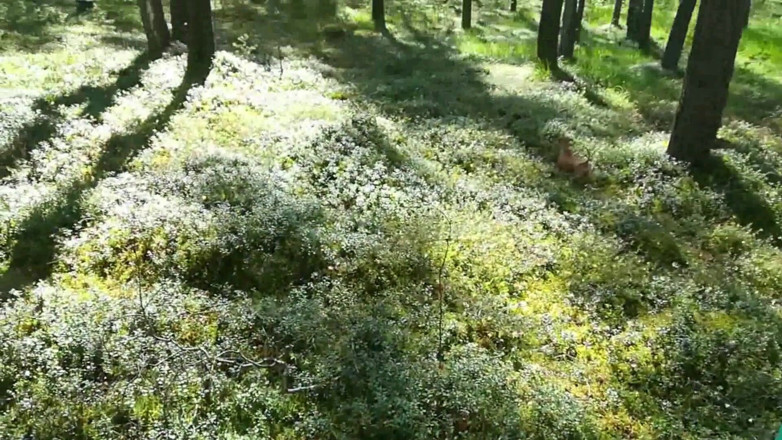 Millanax Fortnite Girl: Fuck in the woods I was fucked by a stranger