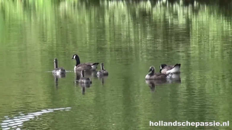 Hollandsche Passie: Outisde Picknick termina em anal hardcore
