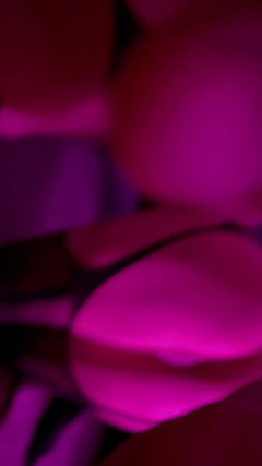 BootySuzi: Жадный Бутысузи