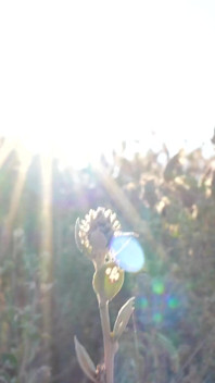 Wetting Sweatpants and Panties on a Barefoot Morning Walk