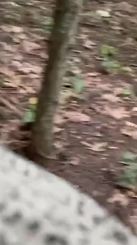 Het bos in met een hoer een creampie voor een Jackson