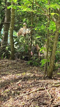A fost prinsă frecându-se de pizdă în pădure ejaculând pe capota ei