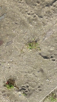 Washing Feet on the Beach in Horumersiel