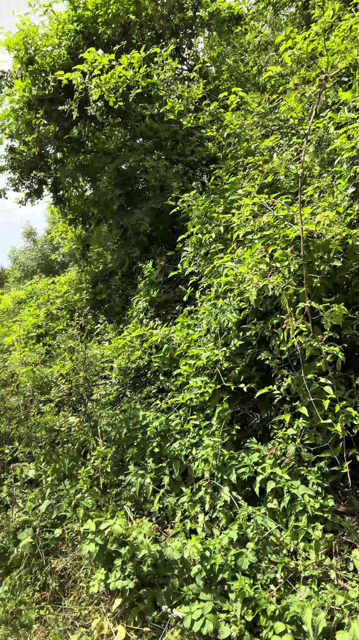 mekcho92000: Parada en el bosque