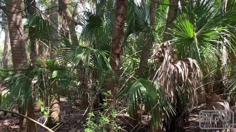 Sparks Go Wild: Caminhadas e foda no rio Myakka