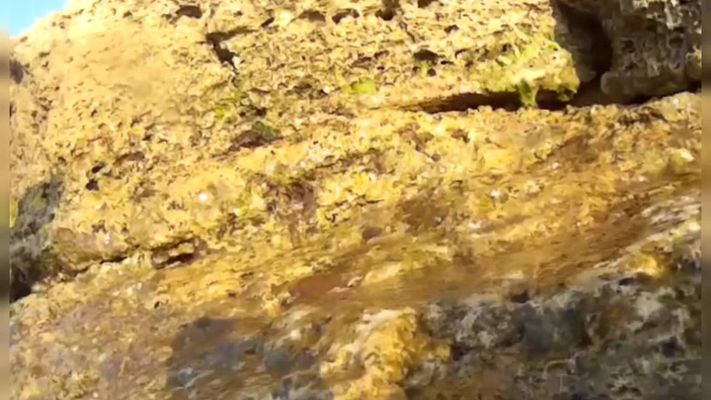 Risky Hairy Couple: Denizde yüzüyor ve teşhir ediyor